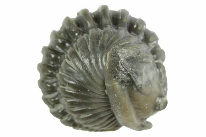 Wide Enrolled Flexicalymene Trilobite - Mt Orab, Ohio #380294